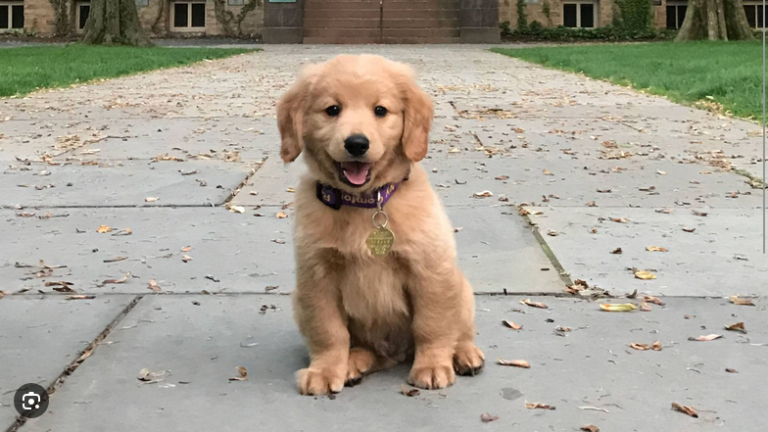 Dog Poop Pickup in Wayne County, Michigan