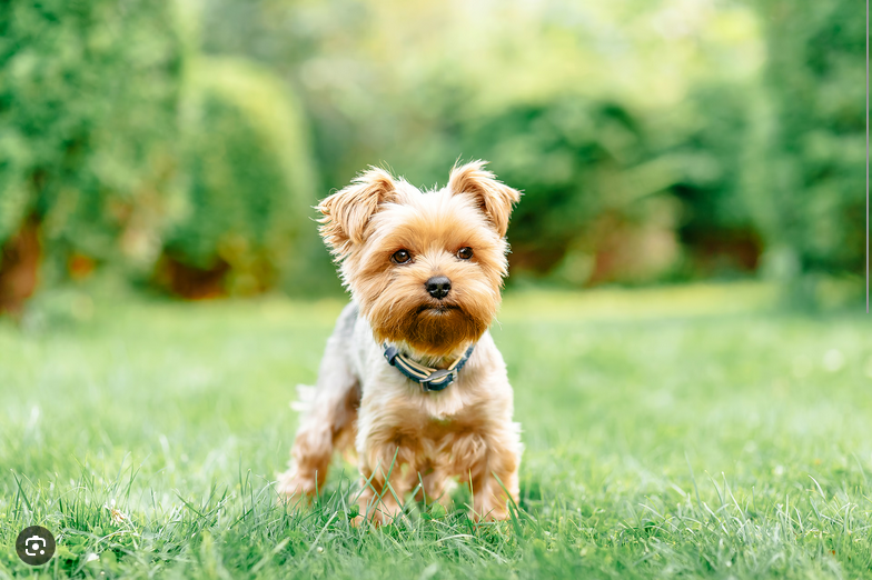 Dog Poop Pickup in Wayne County, Michigan