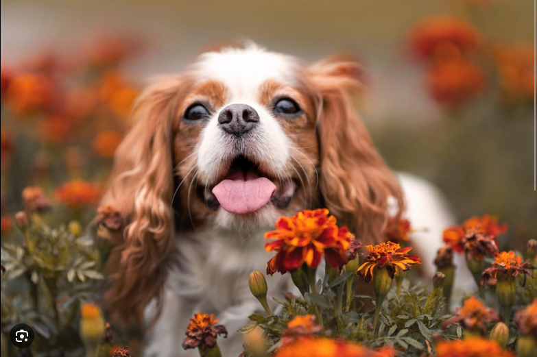 Dog Poop Pickup in Wayne County, Michigan