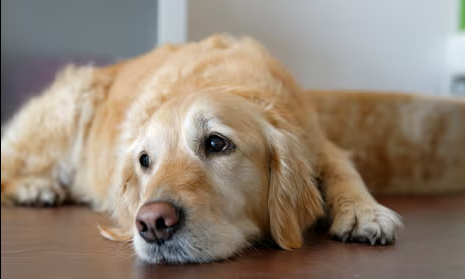 Dog Poop Pickup in Wayne County, Michigan