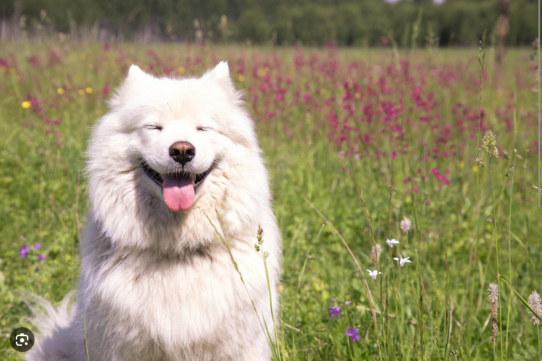 Dog Poop Pickup in Wayne County, Michigan