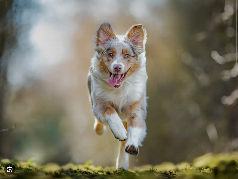 Dog Poop Pickup in Wayne County, Michigan